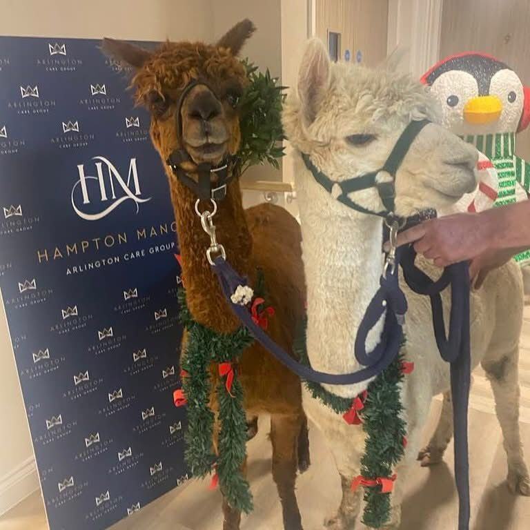 Two alpacas in Christmas garlands visiting Hampton Manor